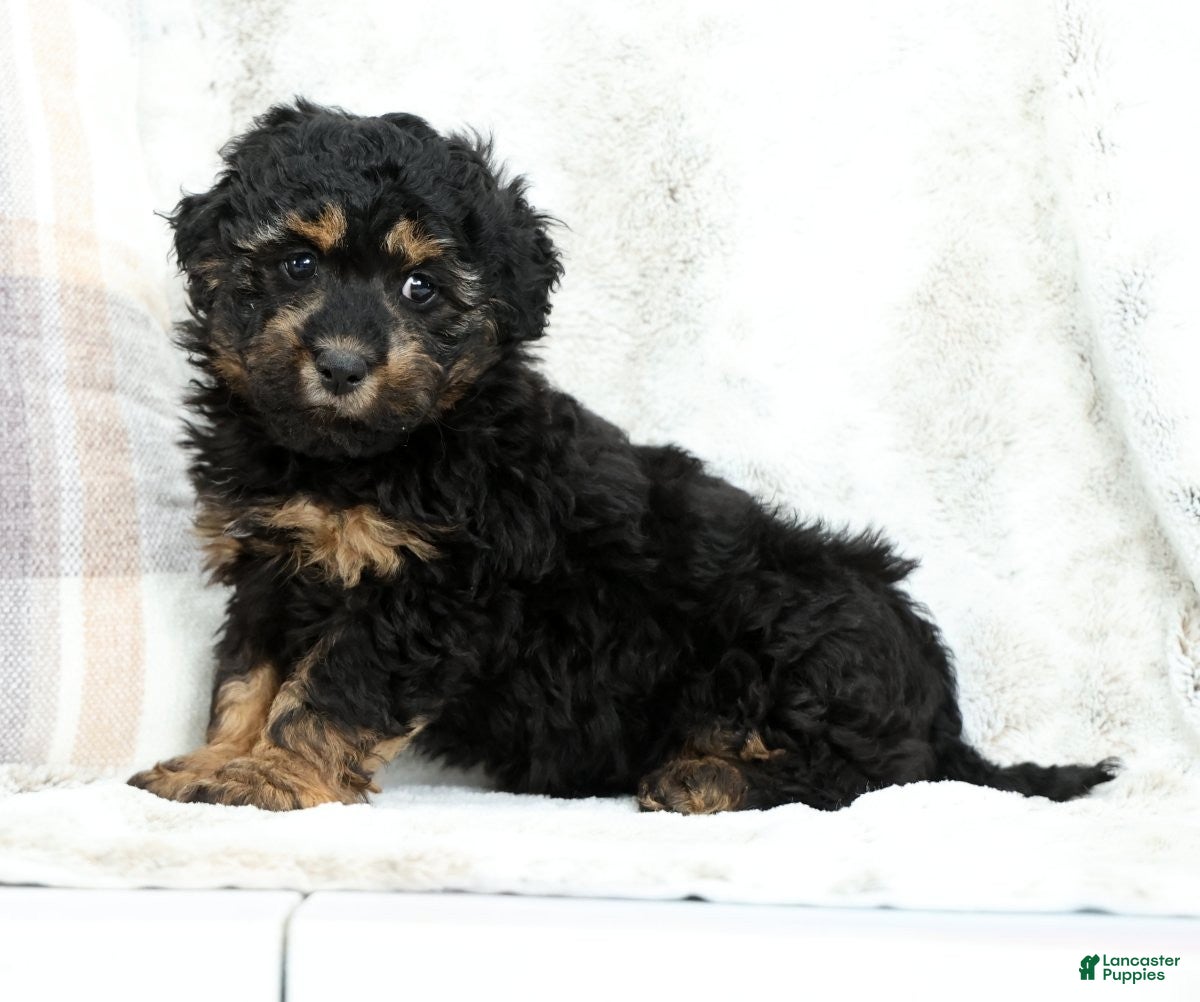Mini Bernedoodle dogs Bailey - Ad 2