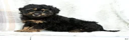 Mini Bernedoodle dogs for sale: Bailey - Ad 3