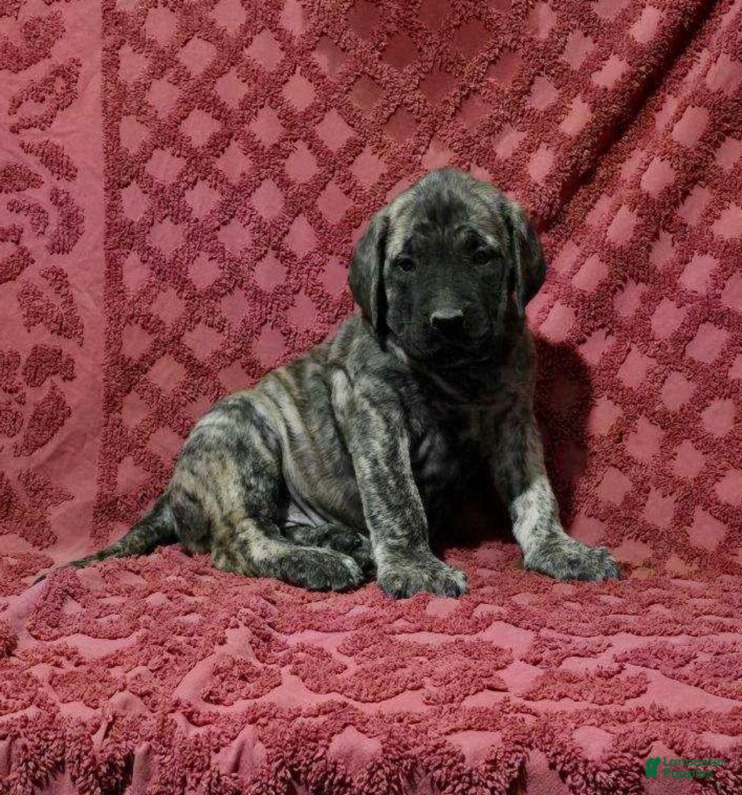 English Mastiff dogs for sale: Delilah - Ad 3