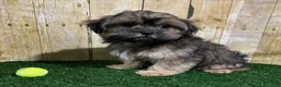 Shorkie dogs for sale: Whiskey - Ad 6