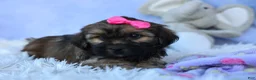 Shorkie dogs for sale: SADIE - Ad 13