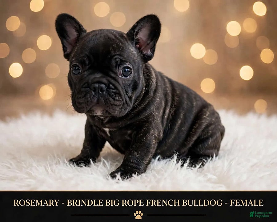 French Bulldog dogs for sale: Rosemary - Ad 1