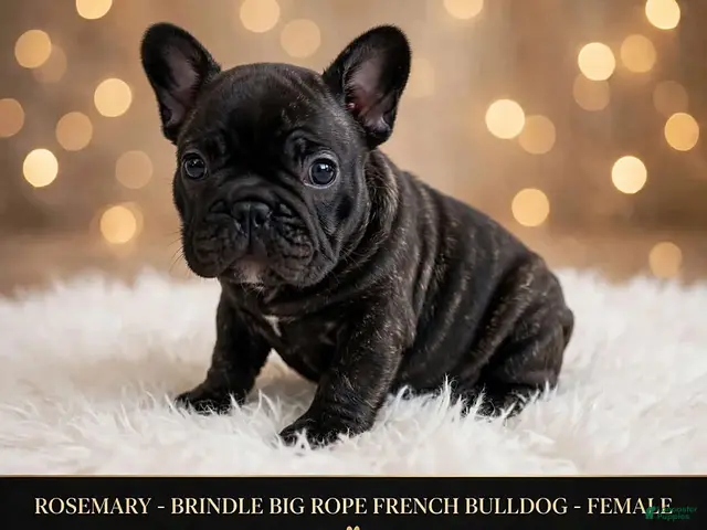 French Bulldog dogs for sale: Rosemary - Ad 1