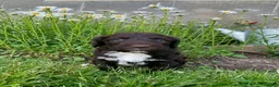 Portuguese Water Dog dogs for sale: Milo - Ad 8