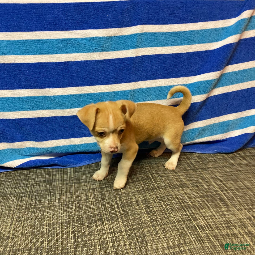 Chihuahua dogs for sale: Dylan - Ad 4