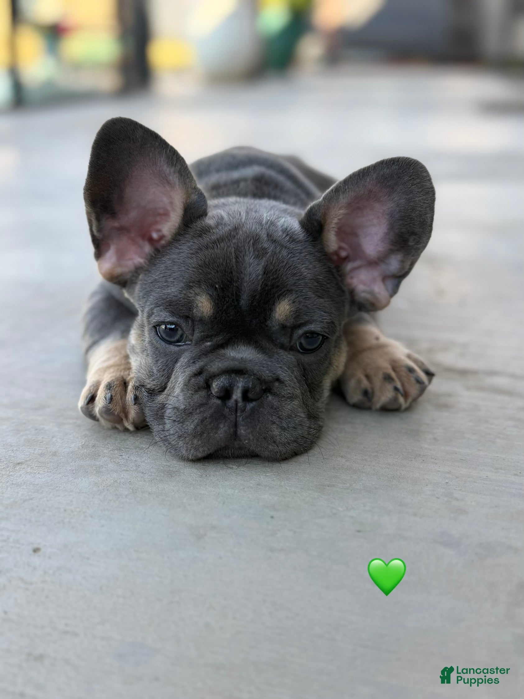 French Bulldog dogs Atlas French Bulldog - Ad 1