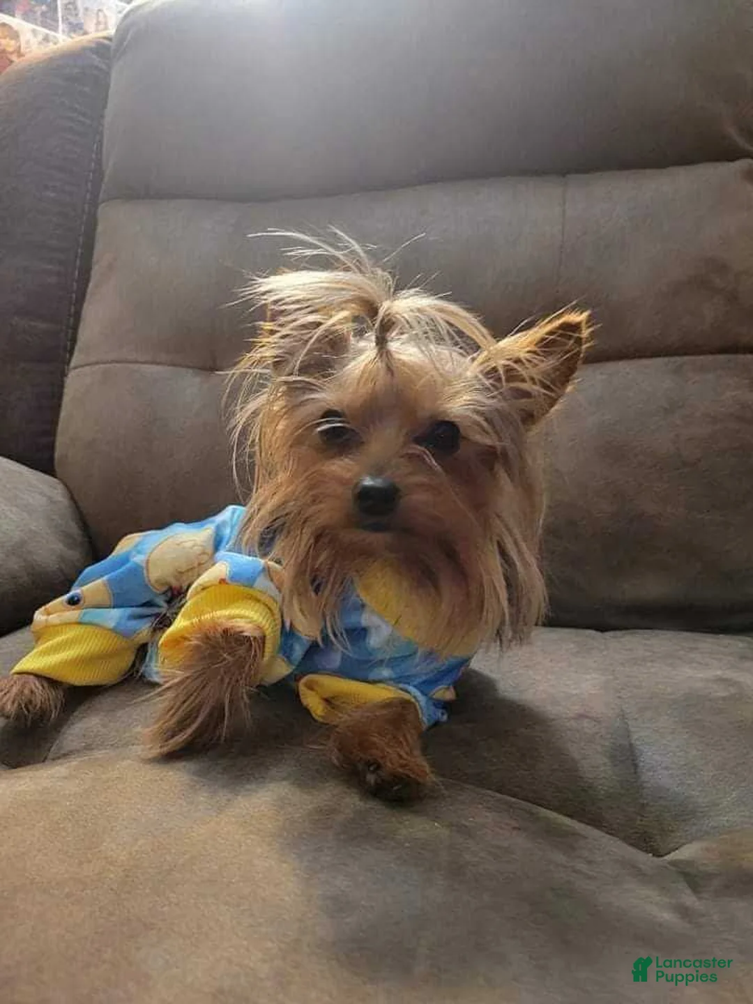 Yorkshire Terrier dogs for sale: Yorkshire Terrier Puppy 1 - Ad 3