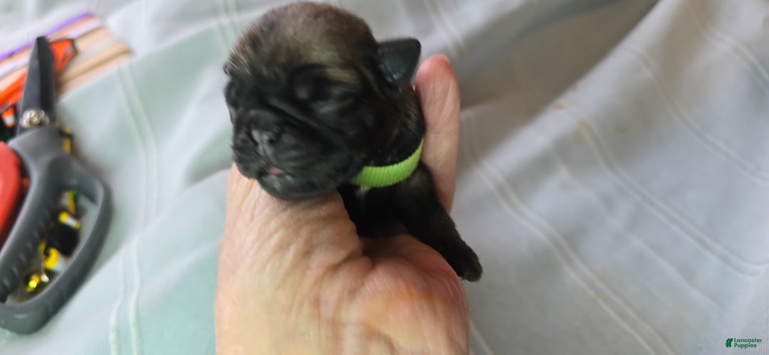 Pug dogs for sale: Tiny Dancer - Ad 3