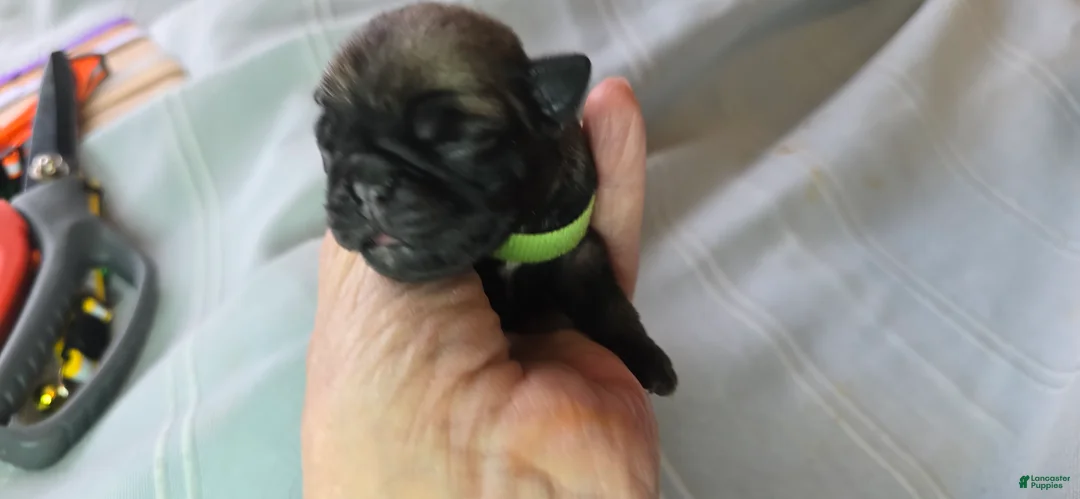 Pug dogs for sale: Tiny Dancer - Ad 3