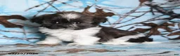 Shih Tzu dogs for sale: Candy - Ad 4