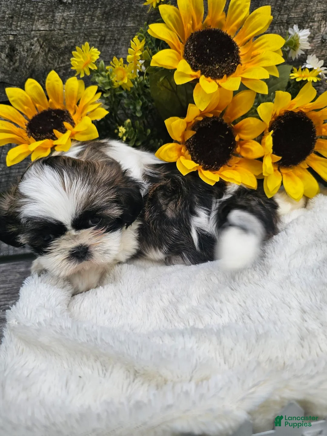Shih Tzu dogs for sale: Chelsea - Ad 5