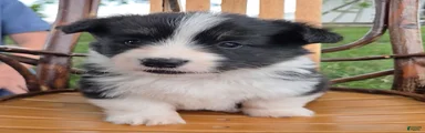 Welsh Corgi Pembroke 2