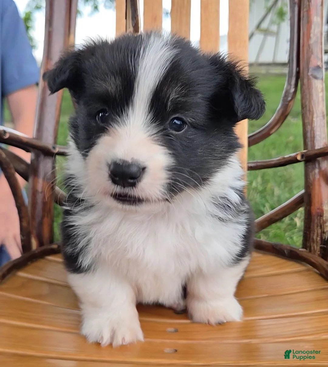 Welsh Corgi Pembroke dogs for sale: Welsh Corgi Pembroke 2 - Ad 1