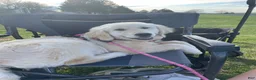 Golden Retriever dogs for sale: Golden Retriever Puppy 1 - Ad 12