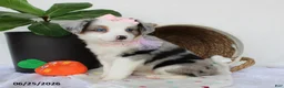 Miniature Australian Shepherd dogs for sale: Penelope - Ad 6