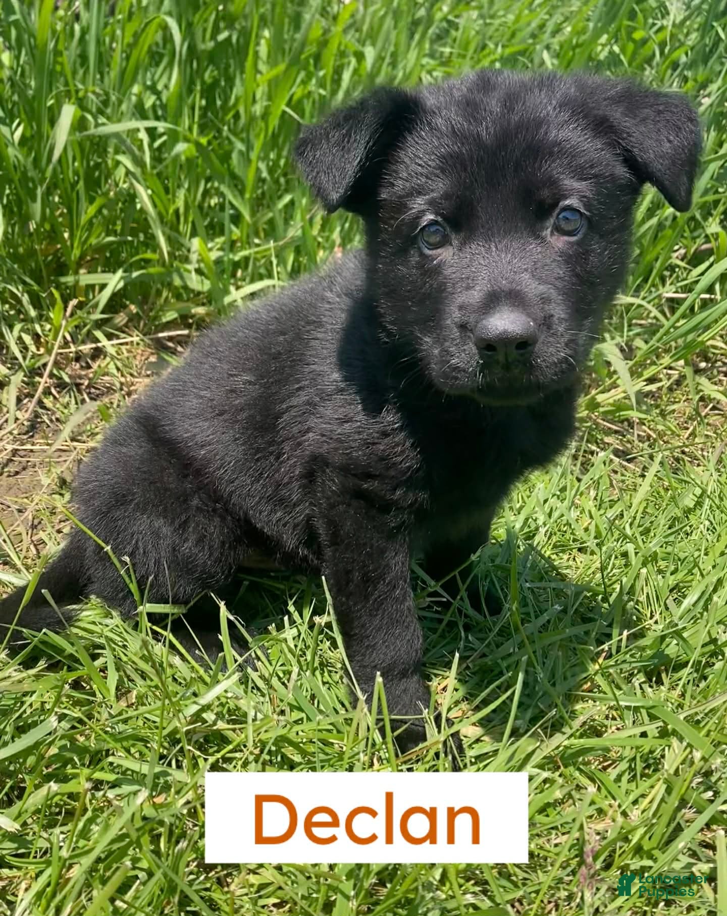 German Shepherd dogs German Shepherd (Declan) - Ad 29