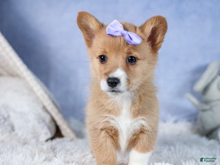 Welsh Corgi Pembroke dogs Alice - Ad 31