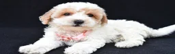 Maltipoo dogs for sale: Layla - Ad 6