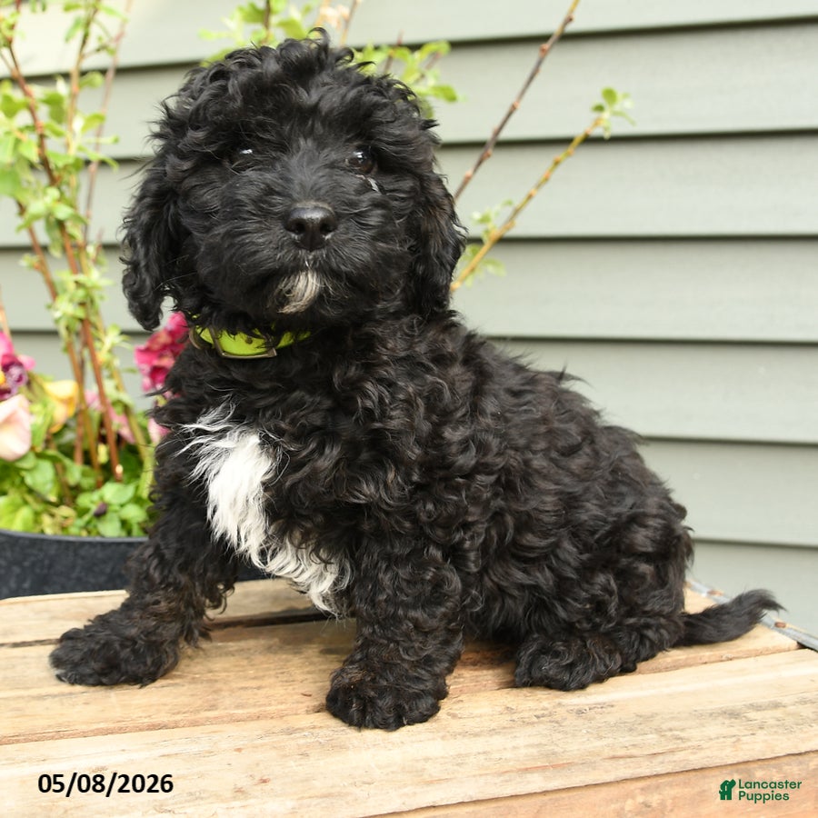 Shihpoo dogs Bandit - Ad 2