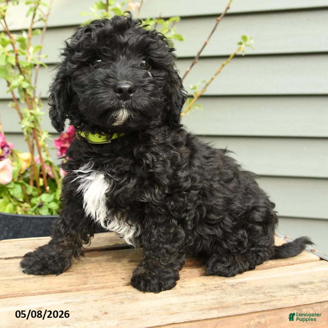Shihpoo dogs for sale: Bandit - Ad 2