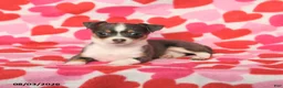 Chihuahua dogs for sale: Precious - Ad 3