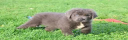 Newfoundland dogs for sale: Durango - Ad 3