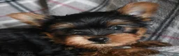 Yorkshire Terrier dogs for sale: Dumpling - Ad 5