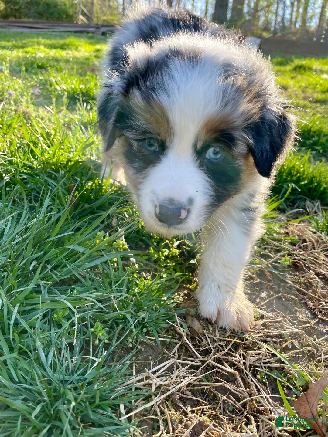 Australian Shepherd dogs for sale: Diego - Ad 1