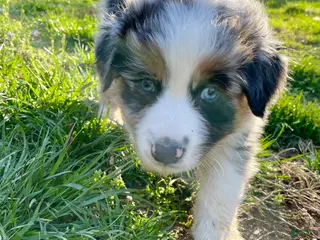 Australian Shepherd dogs Diego - Ad 3