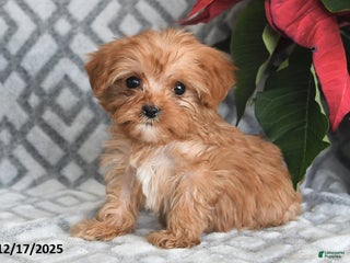 Cavapoo dogs Violet - Ad 23