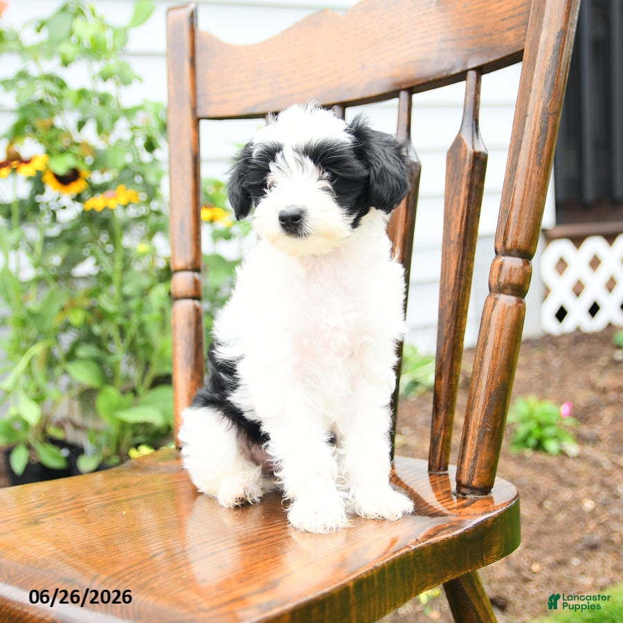 Yorkiepoo dogs Rose  - Ad 2