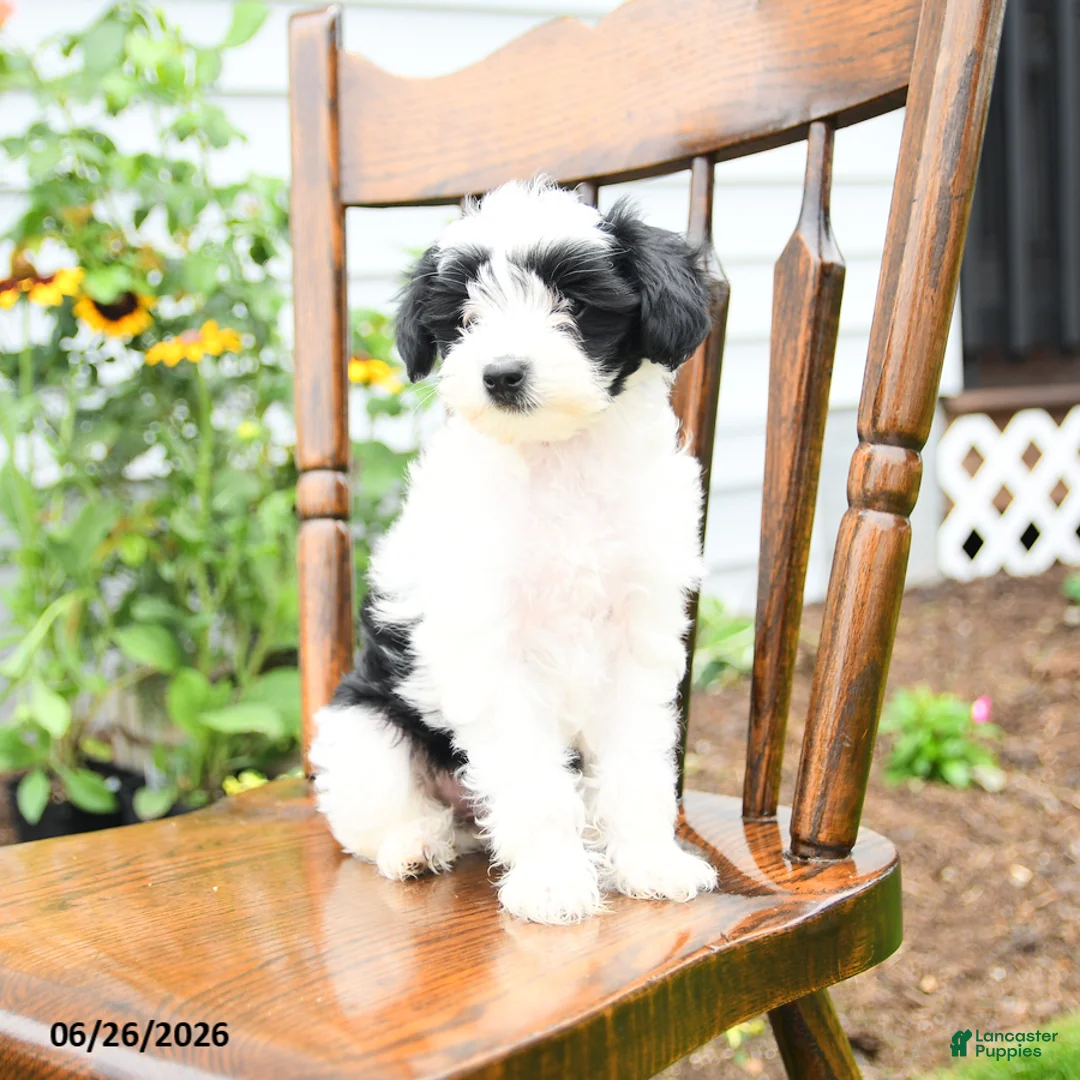 Yorkiepoo dogs for sale: Rose  - Ad 2
