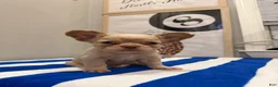French Bulldog dogs for sale: Beefy - Ad 3