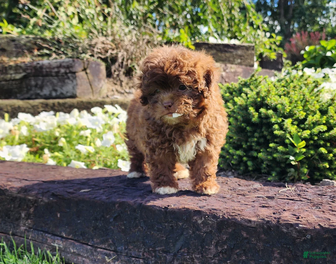 Shihpoo dogs for sale: Lucky - Ad 2