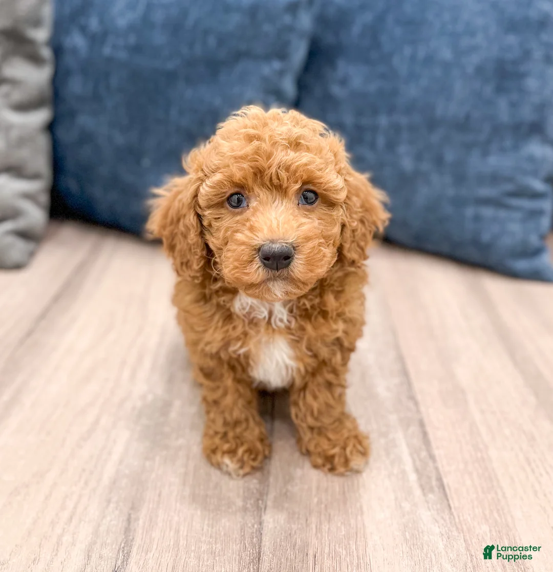 Bichpoo dogs for sale: Romeo - Ad 1