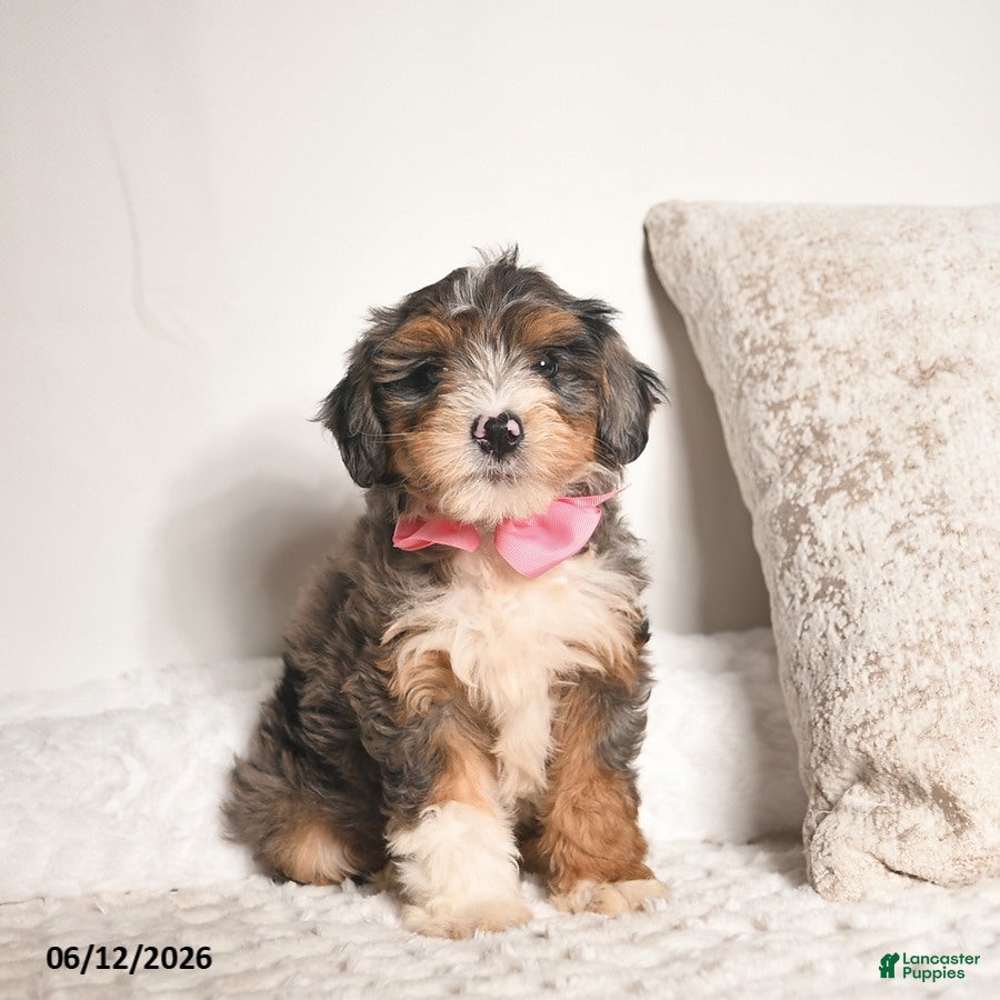 Bernedoodle dogs Dahlia  - Ad 1