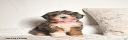 Bernedoodle dogs for sale: Dahlia  - Ad 1