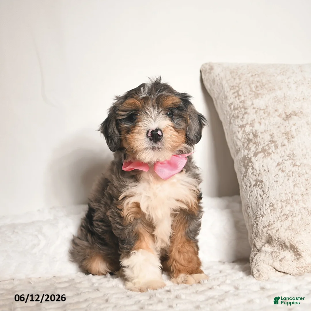 Bernedoodle dogs for sale: Dahlia  - Ad 1