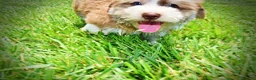 Havapoo dogs for sale: Doodles - Ad 12