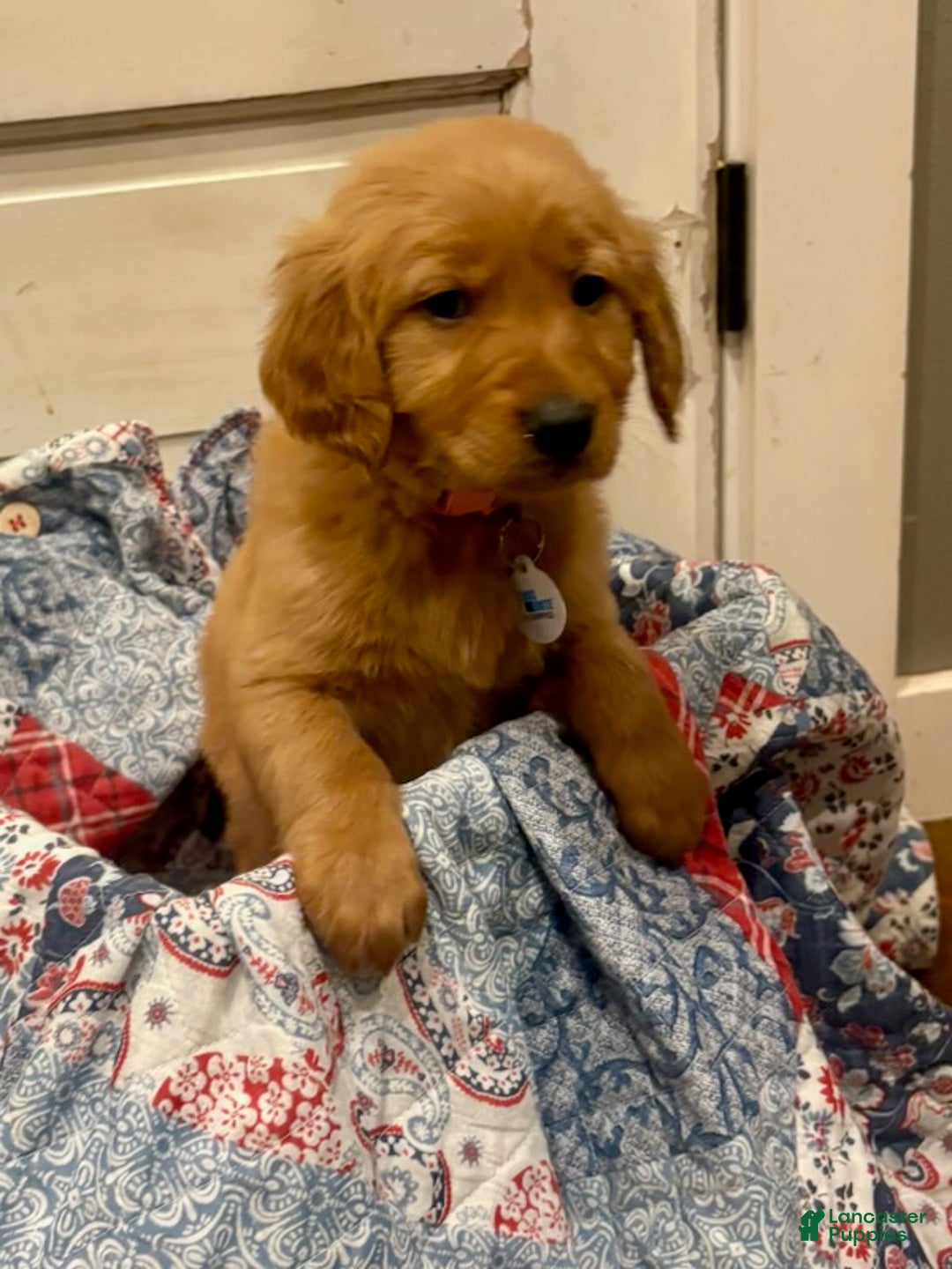 Golden Retriever dogs for sale: Finley - Ad 2