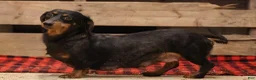 Miniature Dachshund dogs for sale: Olivia - Ad 5