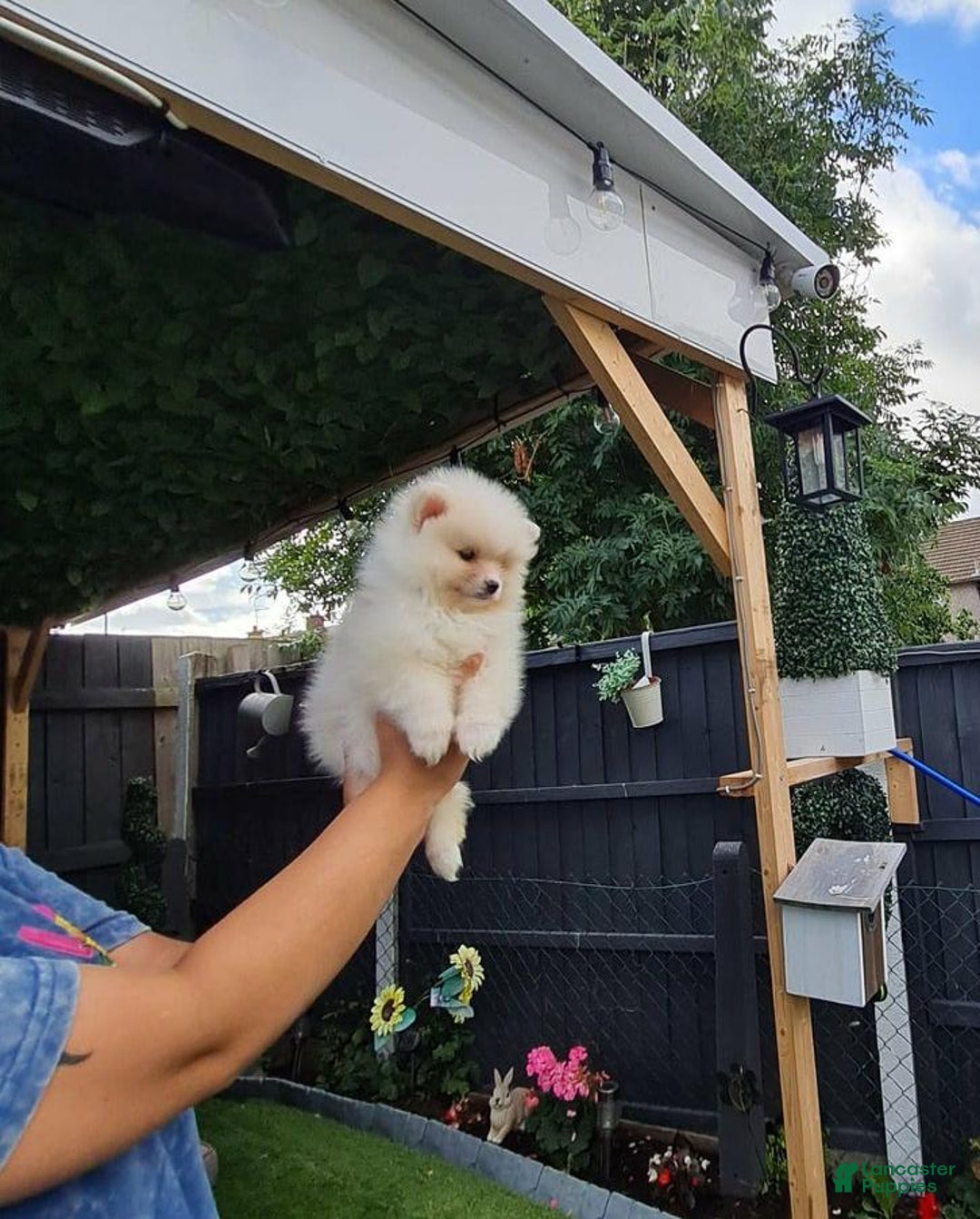 Pomeranian dogs for sale: James - Ad 10
