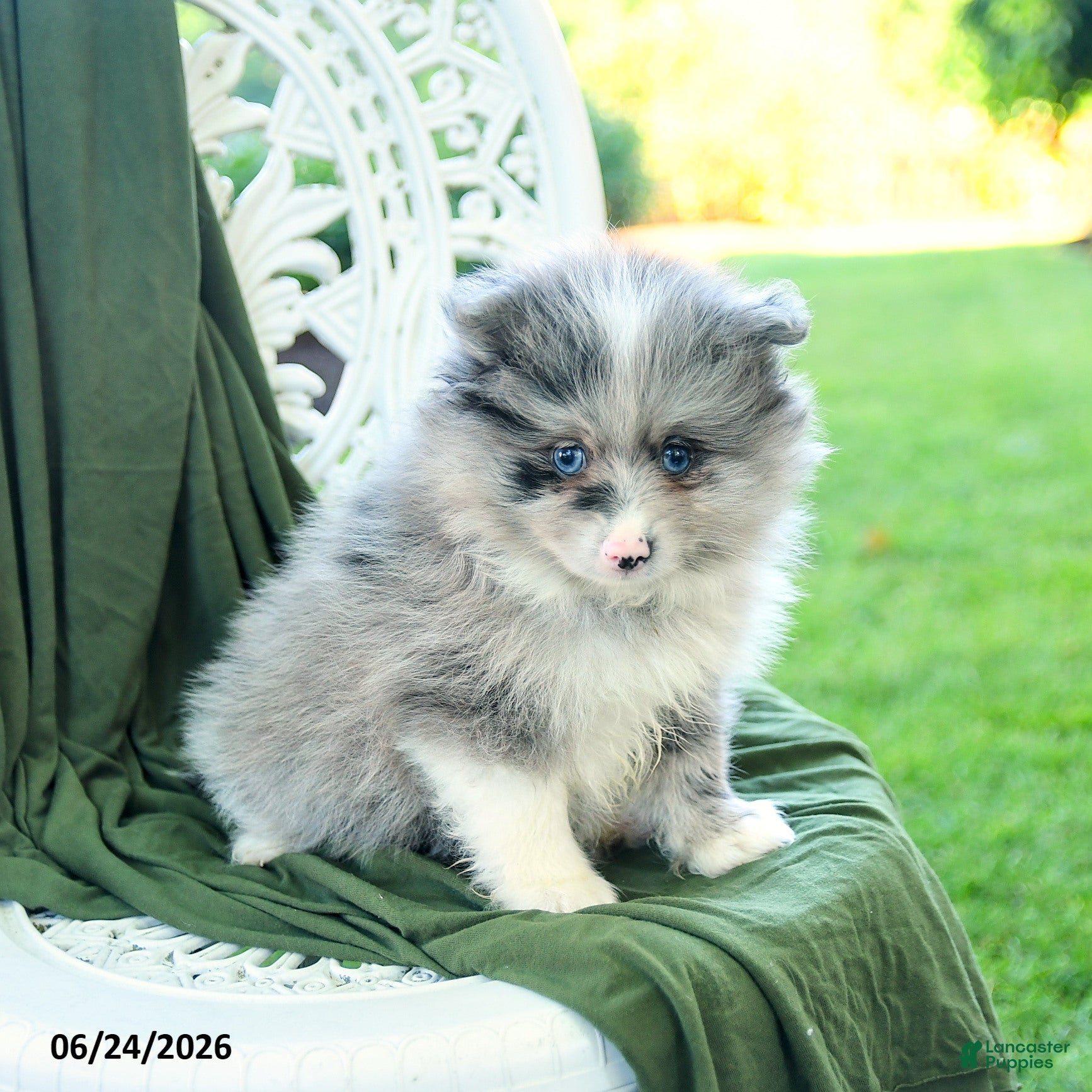 Pomeranian dogs Albert - Ad 2