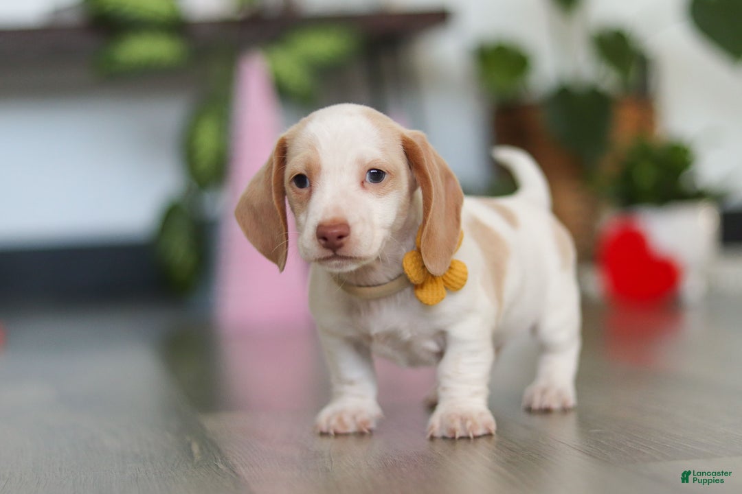 Dachshund dogs for sale: Charlie - Ad 2