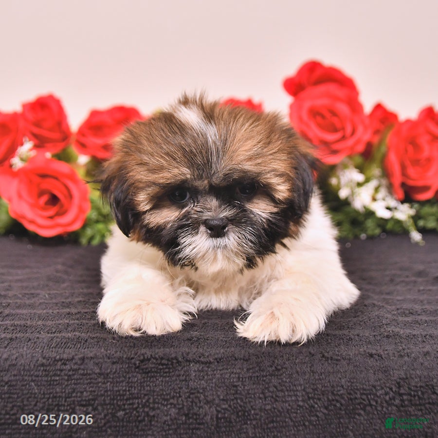Shih Tzu dogs Kiki - Ad 2