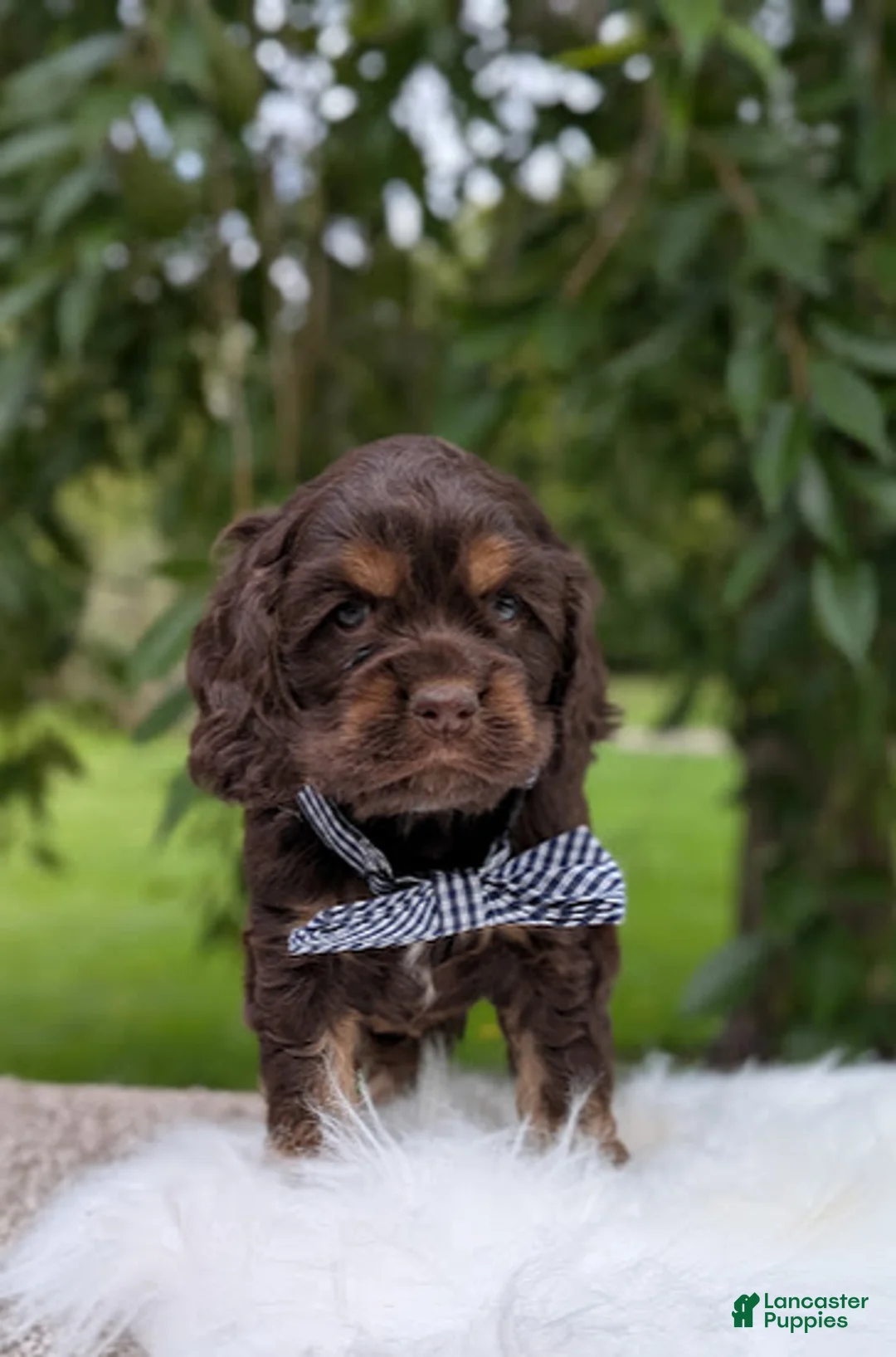 Cocker Spaniel dogs for sale: Duke - Ad 5