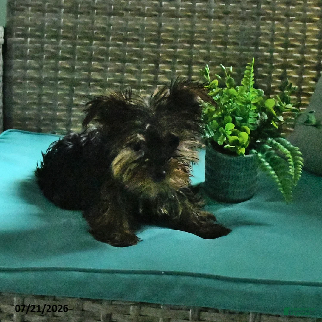 Yorkshire Terrier dogs for sale: Bex - Ad 2