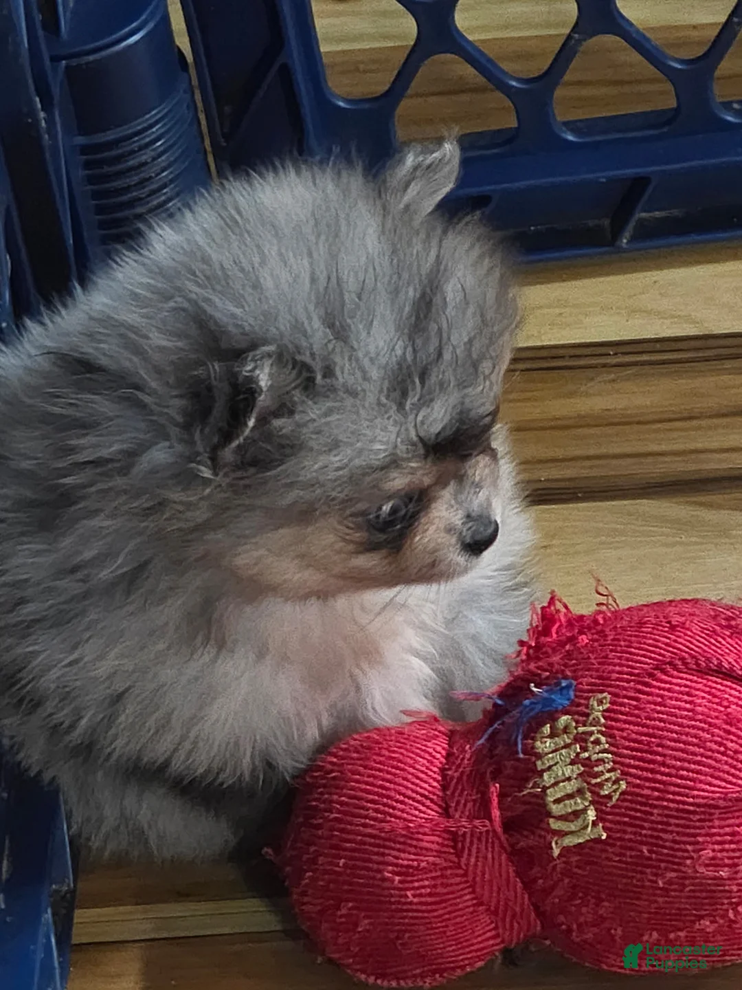 Pomeranian dogs for sale: Jenny  - Ad 2