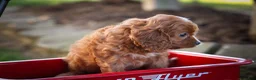 Cavapoo dogs for sale: Kristina   - Ad 16