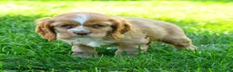 Cocker Spaniel dogs for sale: Mocha - Ad 4